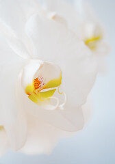 Naklejka na ściany i meble Orchid Close Up