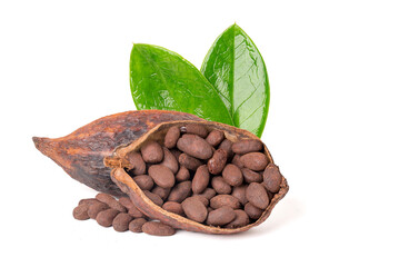 Roasted cocoa beans in dried cocoa pods cut in half.
 isolated on white background.