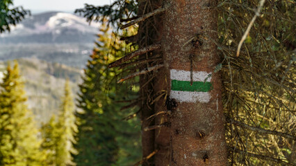 Fototapeta premium Green mountain trail in Poland