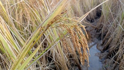 golden rice field ready for harvest. harvest agriculture planting cultivation golden field.
