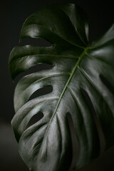 Close up view of a monstera leaf on a dark background