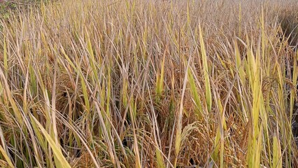 golden rice field ready for harvest. harvest agriculture planting cultivation golden field.