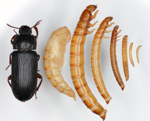 Darkling beetle Tenebrio molitor Adult beetle, Pupa and Larvae of different age and size on a light...