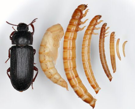 Darkling beetle Tenebrio molitor Adult beetle, Pupa and Larvae of different age and size on a light background.