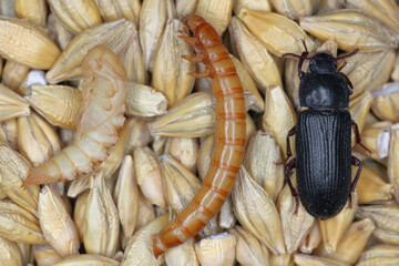 Darkling beetle pupa, larva and adult beetle Tenebrio molitor on cereal grain.