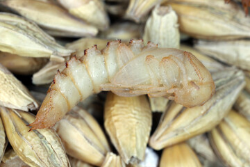 Darkling beetle pupa Tenebrio molitor on cereal grain.