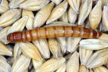 Darkling beetle larva Tenebrio molitor on cereal grain.