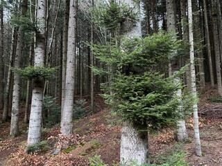 New flocks on a pine tree in the forest. Green sprouts on a large coniferous tree. Old forest with...