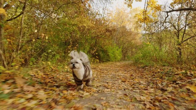 Shih Tzu dog running along the path through fallen autumn leaves in the park