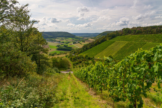 Weinberge bei Ramsthal im Abendlicht, Landkreis Bad Kissingen, Franken, Unterfranken, Bayern, Deutschland