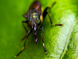 macro shot of a fly