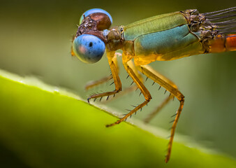 blue dragonfly on a green leaf - obrazy, fototapety, plakaty