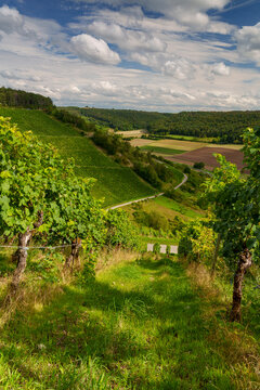 Weinberge bei Ramsthal im Abendlicht, Landkreis Bad Kissingen, Franken, Unterfranken, Bayern, Deutschland
