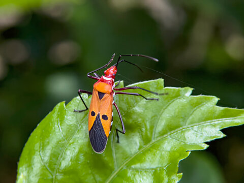 cotton stainer on leaf
