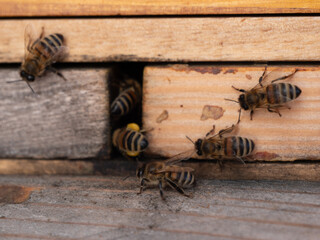 Bienen am Flugloch 6