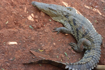 Krokodil