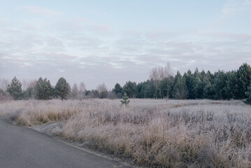Winter season outdoors, frozen plants in nature on the ground covered with ice and snow under the morning sun