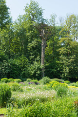 Fototapeta premium dead tree in the park