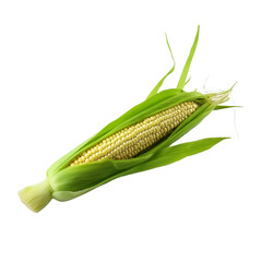 A solitary baby corn isolated on transparent background