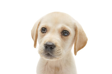 puppy labrador isolated on white background