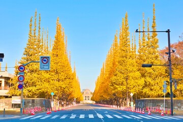 明治神宮外苑のイチョウ並木