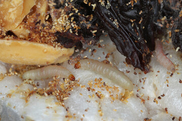 Indian Meal Moth of the species Plodia interpunctella. Caterpillars on damaged rice wafers, raisins and nuts.