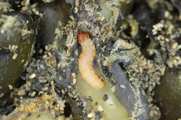 Indian meal moth or mealmoth (Plodia interpunctella), caterpillar  in pumpkin seeds, storage pest.