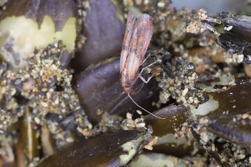 Indian meal moth, food moth, Plodia interpunctella.