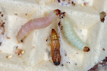 Indian Meal Moth of the species Plodia interpunctella. Caterpillars and pupa on a cake, a wafer with cream.