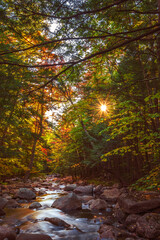 Rays of golden sunlight filter through a canopy of trees and illuminate the clear water of a mountain brook as it tumbles down a rocky stream bed.