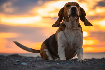 Beagle ladrando en la playa al amanecer. Perro jugando en la arena mientras amanece. Sacar de paseo a mascota por la mañana temprano.  - obrazy, fototapety, plakaty