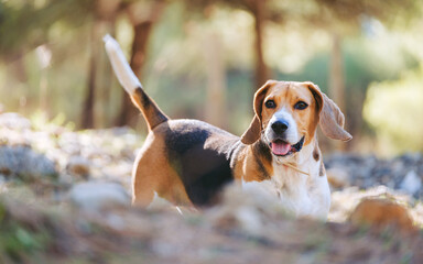 Bonito beagle en el campo. Perro cansado mirando al horizonte. 
