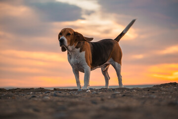 Beagle quieto en la playa al amanecer. Perro jugando en la arena mientras amanece. Sacar de paseo a...
