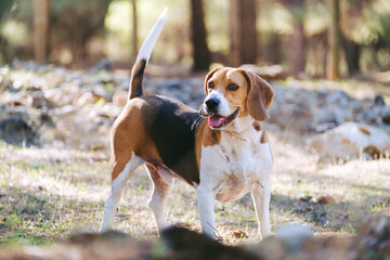 Naklejka na ściany i meble Bonito beagle en el campo. Perro cansado mirando al horizonte. 