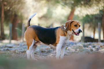 Bonito beagle en el campo. Perro cansado mirando al horizonte. 