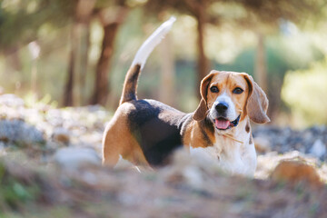 Bonito beagle en el campo. Perro cansado mirando al horizonte. 
