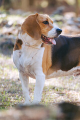 Naklejka na ściany i meble Foto vertical de perro Beagle fuerte en la naturaleza.