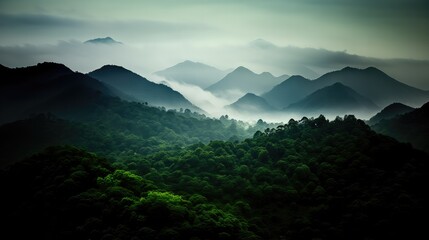 Obraz premium Beautiful view of misty forest in the morning