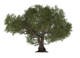 big tree isolated on transparent background