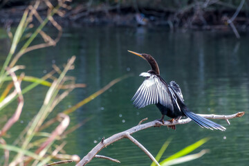 Anhinga Extending its Wings to Dry while Perched on a Branch over a Lagoon in Audubon Park, New Orleans, Louisiana, USA
