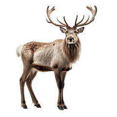A Reindeer with beautiful horns on his head