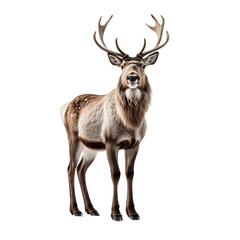 Naklejka na ściany i meble A Reindeer with beautiful horns on his head