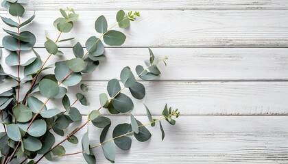 eucalyptus branches and leaves on wooden rustic white background minimal background eucalyptus on white board flat lay top view copy space - obrazy, fototapety, plakaty