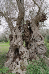 Oldest olive tree of Italy diseased by Xylella fastidiosa in Puglia, Italy