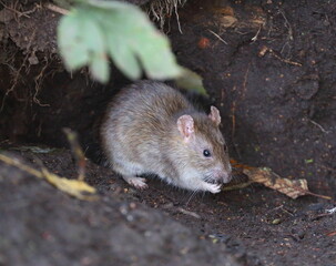 A wild grey rat sits near a hole in the ground