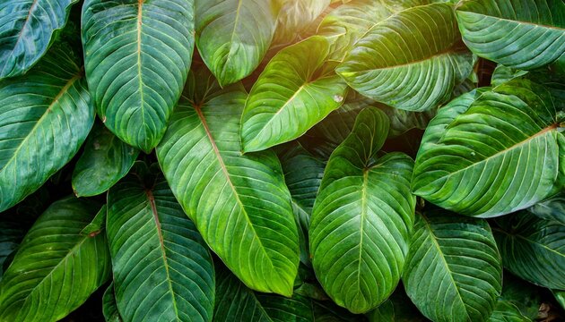full frame of green leaves texture background tropical leaf