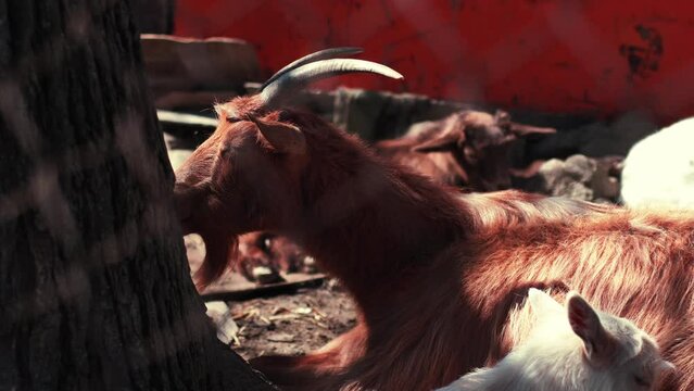 Close up video of goats sitting on ground at farm.