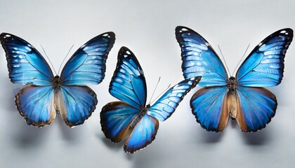 three blue butterflies on a white background