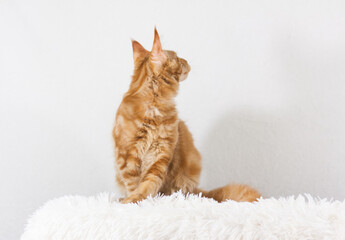 red Maine Coon kitten turned its head back white background