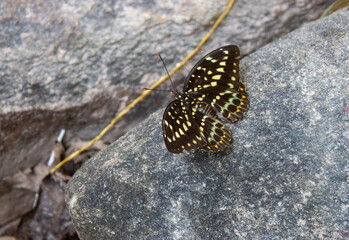 Thailand Butterfly Chiang Mai 
